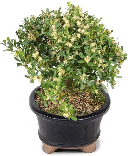 Vista 2 de Brussel's Bonsai - Árbol bonsái para interiores, S