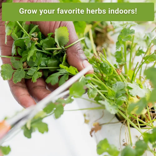 Vista 3 de Sow Right Seeds - Semillas de hierbas hidropónicas para plantar - Semillas de albahaca, tomillo, cilantro, perejil y orégano para plantar y cultivar