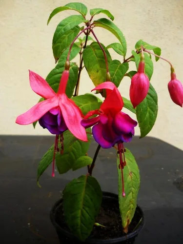 Vista 5 de Semillas mixtas de flores fucsias perennes caseras bonsái 100 piezas semillas