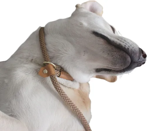 Vista 6 de Correa antideslizante para mascotas, correas deslizantes de 6 pies para perros, combo de collar de plomo para perros