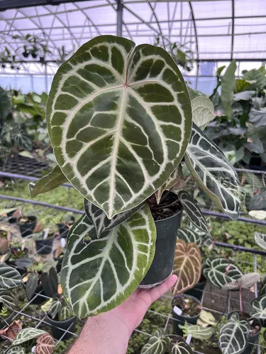 Vista 6 de Peter's 20-20-20. 1/2 libra. Fertilizante soluble en agua de uso general con micro nutrientes.