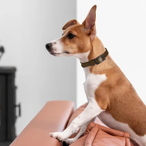 Vista 97 de Dogline Biothane - Collar impermeable para perro con hebilla de liberación rápida, resistente cincha de nailon recubierta con resistente y a prueba