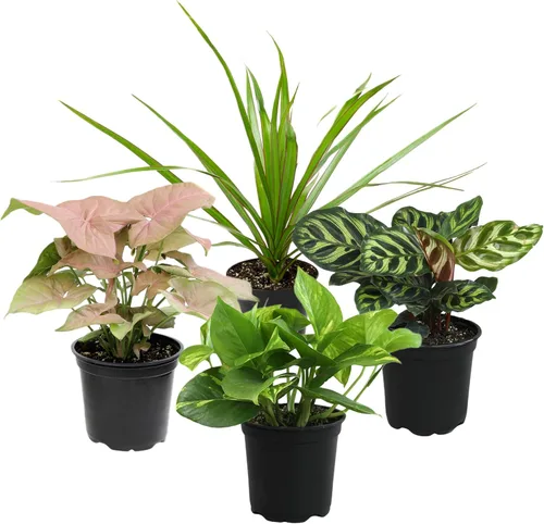 Vista 10 de Altman Plants Plantas de interior de lujo (paquete de 3), variedades variadas de plantas vivas de interior populares, fácil cuidado de las plantas