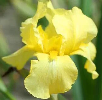 Beautiful Disco Music, Yellow Bearded REBLOOMING IRIS (1) Rhizome/Bulb/Root Ready for Planting Now