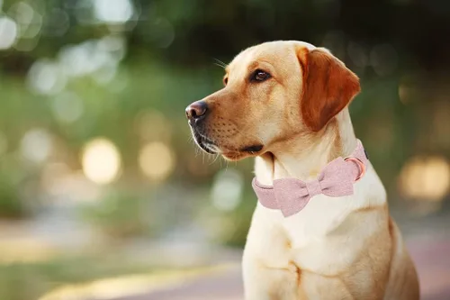 Vista 6 de ARING PET Collar de perro Bowtie - Collar de perro rosa de algodón con lazo, collares de perro para niñas, collares para mascotas, regalos