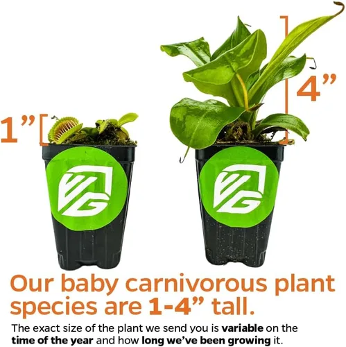 Vista 4 de Planta carnívora tropical Nepenthes Alata para jarrón, planta viva