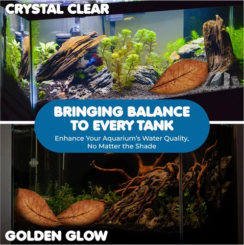 Vista 6 de SunGrow Catappa Hojas de almendra india, 8 pulgadas, para camarones de agua dulce y peces tropicales