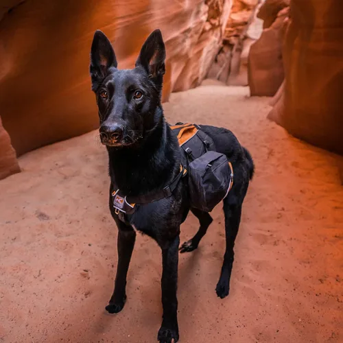Vista 7 de Kurgo Mochila alforja para perro, arnés para perro, paquete de senderismo para perros, paquetes para mascotas para llevar, arnés de chaleco