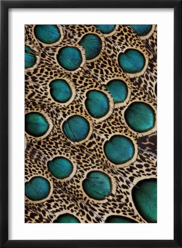 Vista 2 de ART.COM Darrell Gulin - Póster enmarcado para pared, plumas de pavo real malayo con círculos azules por Darrell Gulin, decoración de animales, 12 x