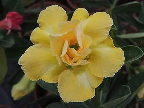 Vista 3 de Planta de rosa del desierto doble amarilla, Adenium Obesum, 4 a 6 pulgadas