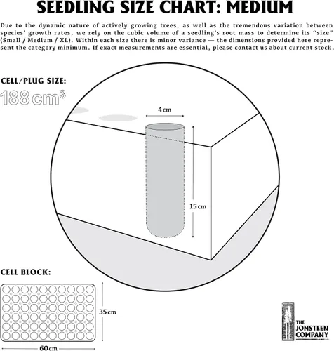 Vista 9 de Árbol de ginkgo Plántula de árbol mediano The Jonsteen Company