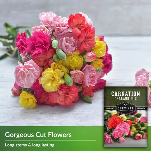Vista 3 de Survival Garden Seeds - Semilla de clavel Chabaud Mix para plantar - 1 paquete con instrucciones para plantar y cultivar Dianthus Caryophyllus
