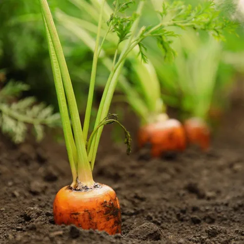 Vista 4 de The Old Farmer's Almanac Heirloom Carrot Seeds (Tendersweet) - Approx 2600 Seeds - Non-GMO, Open Pollinated