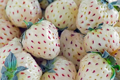 Vista 5 de Semillas de frutas para plantar (100 semillas de fruta del dragón)