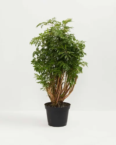 Vista 2 de Planta de árbol Ming Aralia en maceta de 6 pulgadas para cultivo de JMBamboo