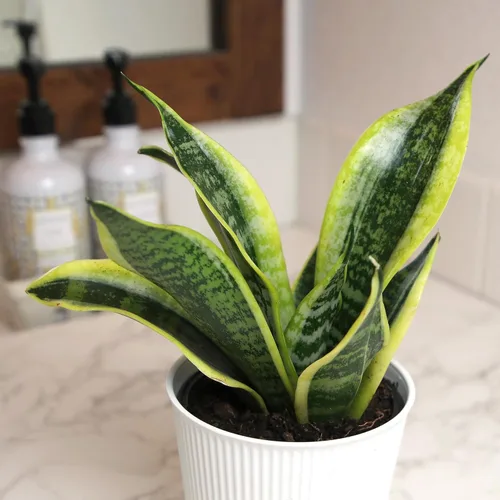 Vista 3 de Planta de serpiente viva con maceta blanca decorativa, Sansevieria Trifasciata Superba, planta de interior enraizada completamente, planta de lengua