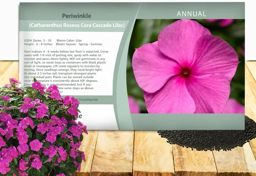 Outsidepride Cascade Lilac - Semillas de bígaro para plantar, 25 unidades, anuales, de floración rápida, tolerantes al calor y a la sequía con