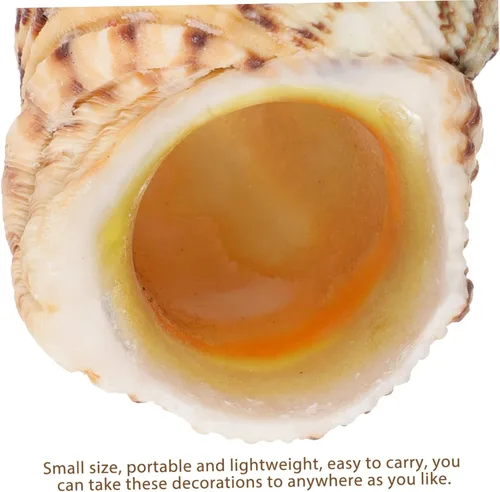 Vista 6 de Alipis 24 Pcs Natural Conch Ocean Seashells Tiny Fish Tank Decor Wedding Decor Mini Decor Aquarium Ocean Decorations Mariposas Decorativas Nautical