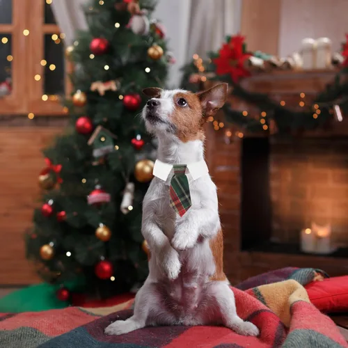 Vista 3 de ADOGGYGO Corbata de Navidad para Perro, Disfraz de Esmoquin Navideño para Mascotas, Corbatas de Cuello de Cuadros Verdes de Navidad para Perros