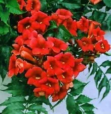 ¡Rara vid de trompeta de colibrí rojo oscuro! ¡Resistente! 20 semillas!