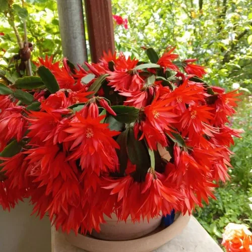 Vista 8 de Planta de cactus de Pascua rosa oscuro, 4 a 6 pulgadas, plantas de cactus de Pascua de primavera, planta suculenta interior jardín