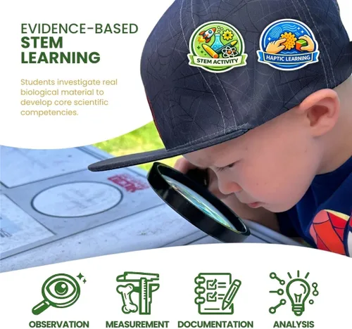 Vista 5 de NW Barn - Kit de disección de excrementos de búho (incluye instrumental e ilustraciones educativas)