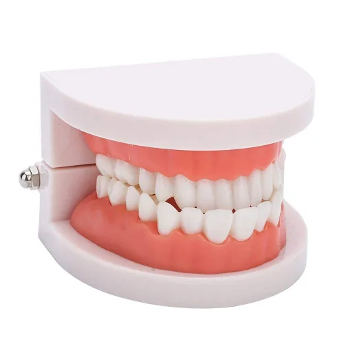 Vista 9 de Dientes falsos, dientes falsos, modelo de dientes, modelo de dentadura postiza práctica de cepillado Modo de dientes Gingiva Demostración anatómica