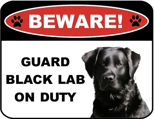 Hommoo Beware Guard - Cartel laminado para perros de laboratorio negro (v1) de 9 x 11.5 pulgadas