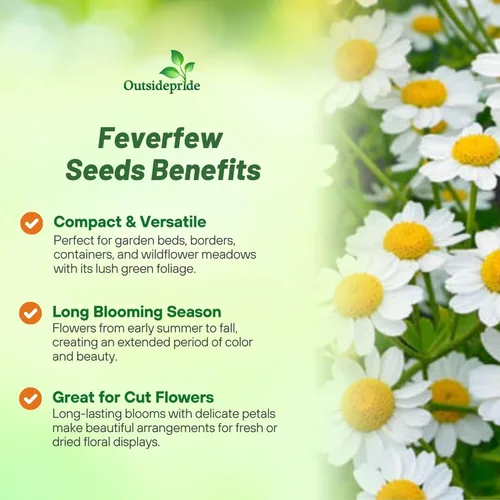 Vista 3 de Outsidepride Semillas de crisantemo matricaria - 5000 unidades. Semillas de flores perennes, tolerantes a la sequía para plantar en jardines