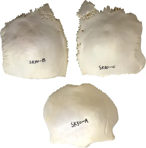 Vista 6 de Parco Scientific PB00157 Cráneo de plástico totalmente desarticulado de 22 partes