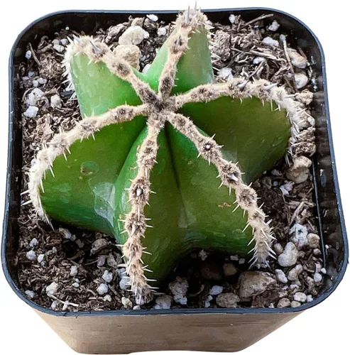 Vista 9 de Plantas de interior vivas suculentas "Bead Vine", tamaño aproximado de 2 pulgadas, suculentas en maceta, completamente enraizadas, de fácil cuidado