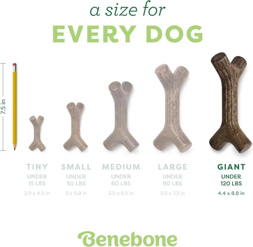 Vista 4 de Benebone Maplestick - Juguete duradero para morder para perros agresivos, madera de arce real, fabricado en Estados Unidos, tamaño gigante