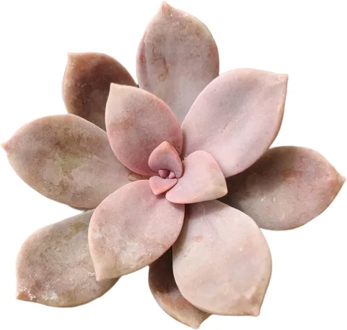 Vista 24 de Plantas de cactus suculentas vivas de USKC (maceta de 2 pulgadas) (Adromischus Maculatus)