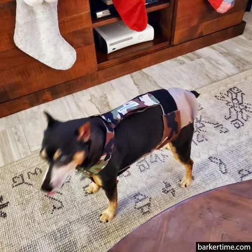 Vista 2 de Pañal para perro Camo on Brown, XS, con agujero para la cola, fabricado en Estados Unidos