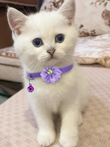 Vista 2 de 16 piezas de collares de gato lindos separables con campana para regalos de gatos machos y hembras