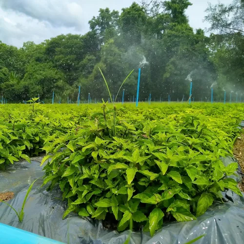 Vista 4 de Té Java Salvaje 60-Bolsitas de té (Kumisukuchin, Orthosiphon Aristatus, Cat Whiskers) 0.05 oz X 60 Bolsas de té