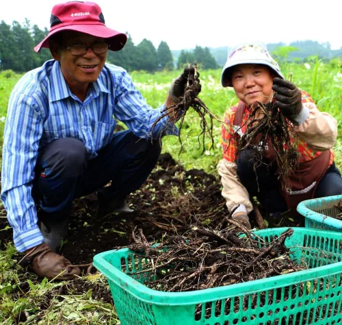 Vista 5 de [HEBLIS] Ginseng negro coreano y platycodon blanco, extracto asiático de Panax Ginseng, suplementos energéticos, apoyo inmunológico, palitos de miel