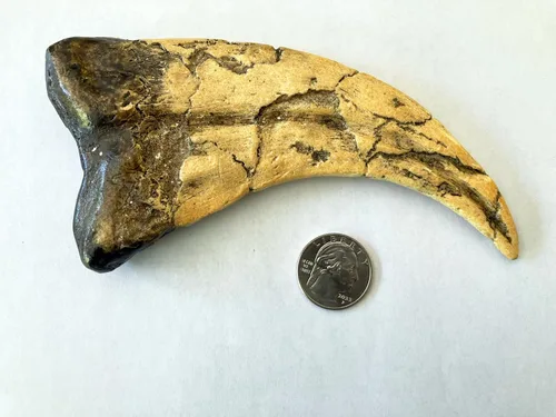 Vista 3 de Réplica fósil de garra de raptor de tamaño real de dinosaurio Utahraptor