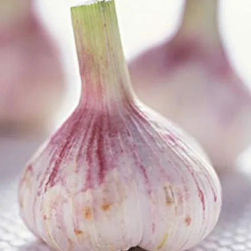 Vista 6 de Bulbos de ajo de rayas moradas de 1/2 libra para plantar en otoño, semillas de dientes de ajo de cuello duro de alto rendimiento, frescas