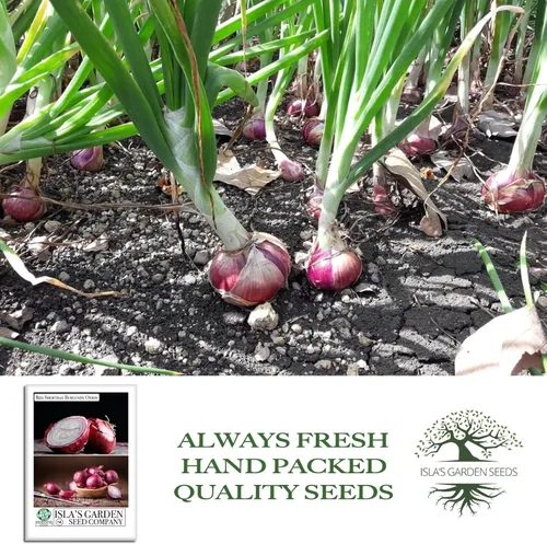 Vista 4 de Semillas de cebolla roja de color burdeos Shortday – Más de 300 semillas tradicionales sin OMG de Isla's Garden Seeds, bulbos de burdeos suaves