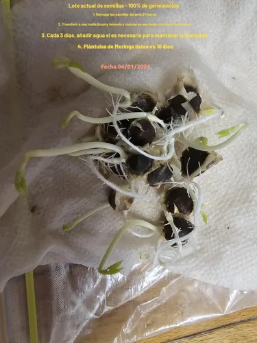 Vista 5 de 100 Semillas de Moringa Aproximadamente Semillas de Moringa para Plantar Comestibles, Excelente Germinación Grado Premium PKM1 Semillas