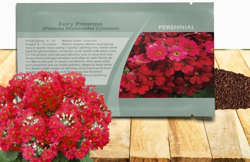 Outsidepride 1000 Semillas Perennes Primula Crimson Fairy Primrose Flower Seeds para plantar