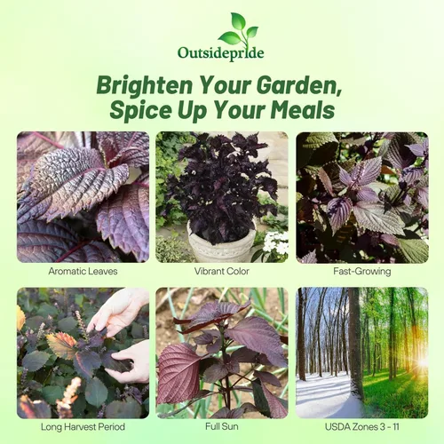 Vista 2 de Outsidepride 1000 semillas anuales Perilla Frutescens Planta de carne de res Semillas de jardín de hierbas para plantar