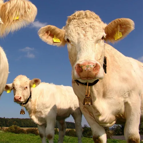 Vista 3 de Paquete de 5 pequeñas campanas de cobre de pastoreo de latón, mini campanas de oveja de vaca para perros, ganado, caballo, granja, campanas