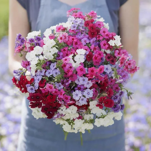 Vista 7 de Eden Brothers Semillas anuales Phlox - Beauty Blue