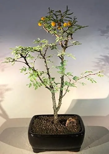 Bonsai Boy e1484 Árbol Bonsái de Acacia Dulce Enano Floreciente - Acacia Farnesiana