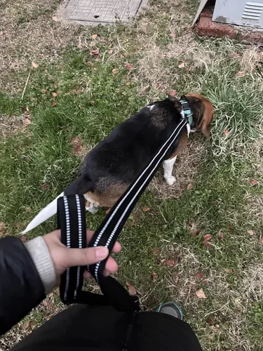 Vista 4 de TRUE LOVE Correa reflectante para perro Truelove TLL2111, cuerda acolchada para mascotas, longitud 78.7 in Truelove TLL2111 (negro, L)