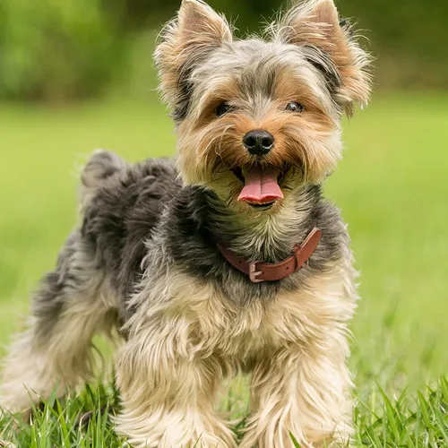 Vista 2 de WHIPPY Collar de cuero para perro pequeño y mediano, ajustable, suave, transpirable, de cuero, acolchado, con hebilla de aleación, resistente al