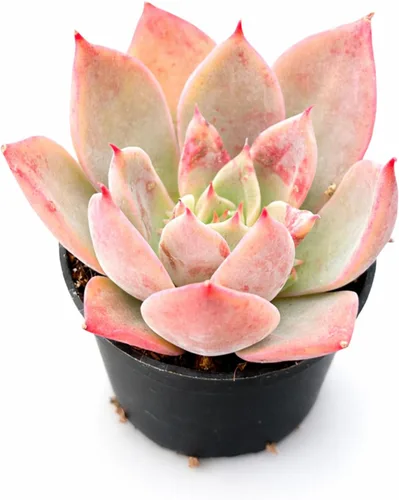 Vista 5 de Plantas suculentas vivas de 2 pulgadas, cactus con cono de pino, mini suculentas en maceta, planta de interior de fácil cuidado, regalos únicos