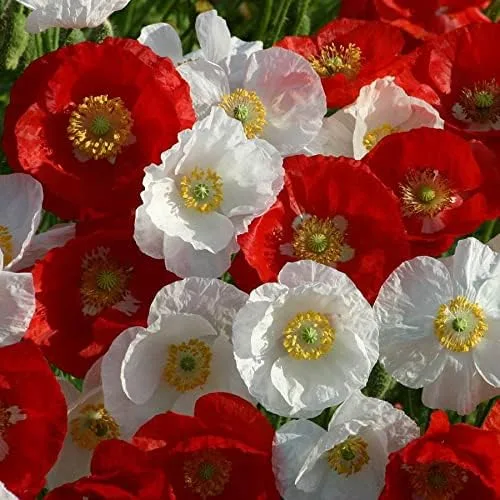 Vista 9 de Park Seed Semillas de plantas de flores de amapola, fáciles de cultivar, perfectas para jardín de primavera, gris increíble, paquete de 100